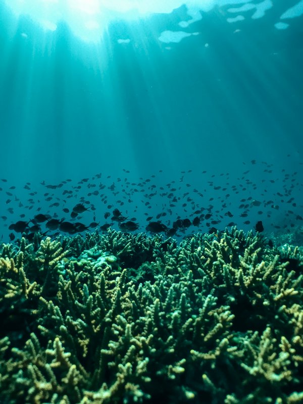 Où participer à une expédition de plongée pour explorer les récifs coralliens des Seychelles?